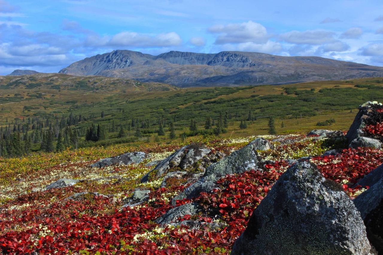 Caribou Lodge Alaska Talkeetna Εξωτερικό φωτογραφία