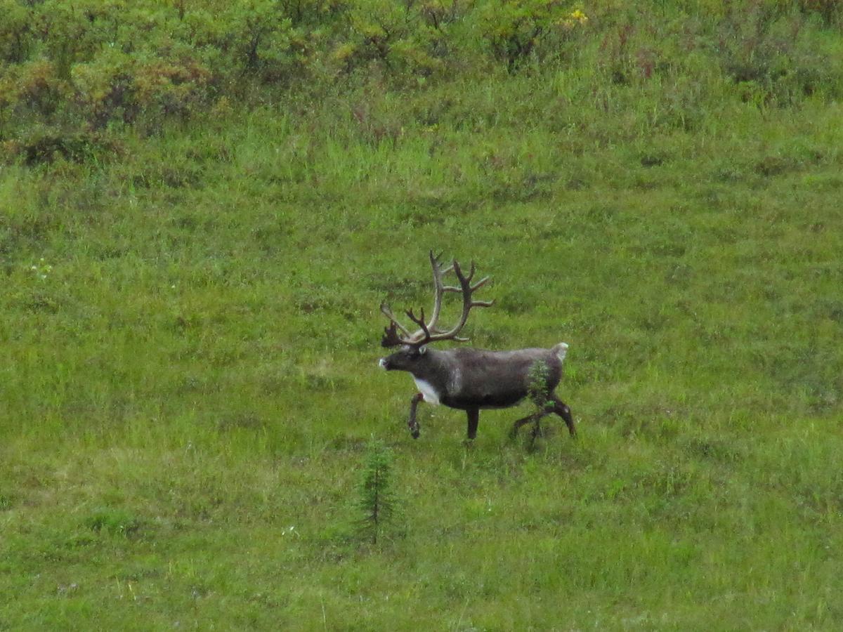 Caribou Lodge Alaska Talkeetna Εξωτερικό φωτογραφία