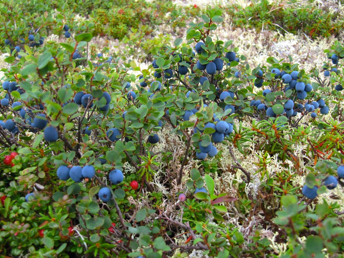 Caribou Lodge Alaska Talkeetna Εξωτερικό φωτογραφία