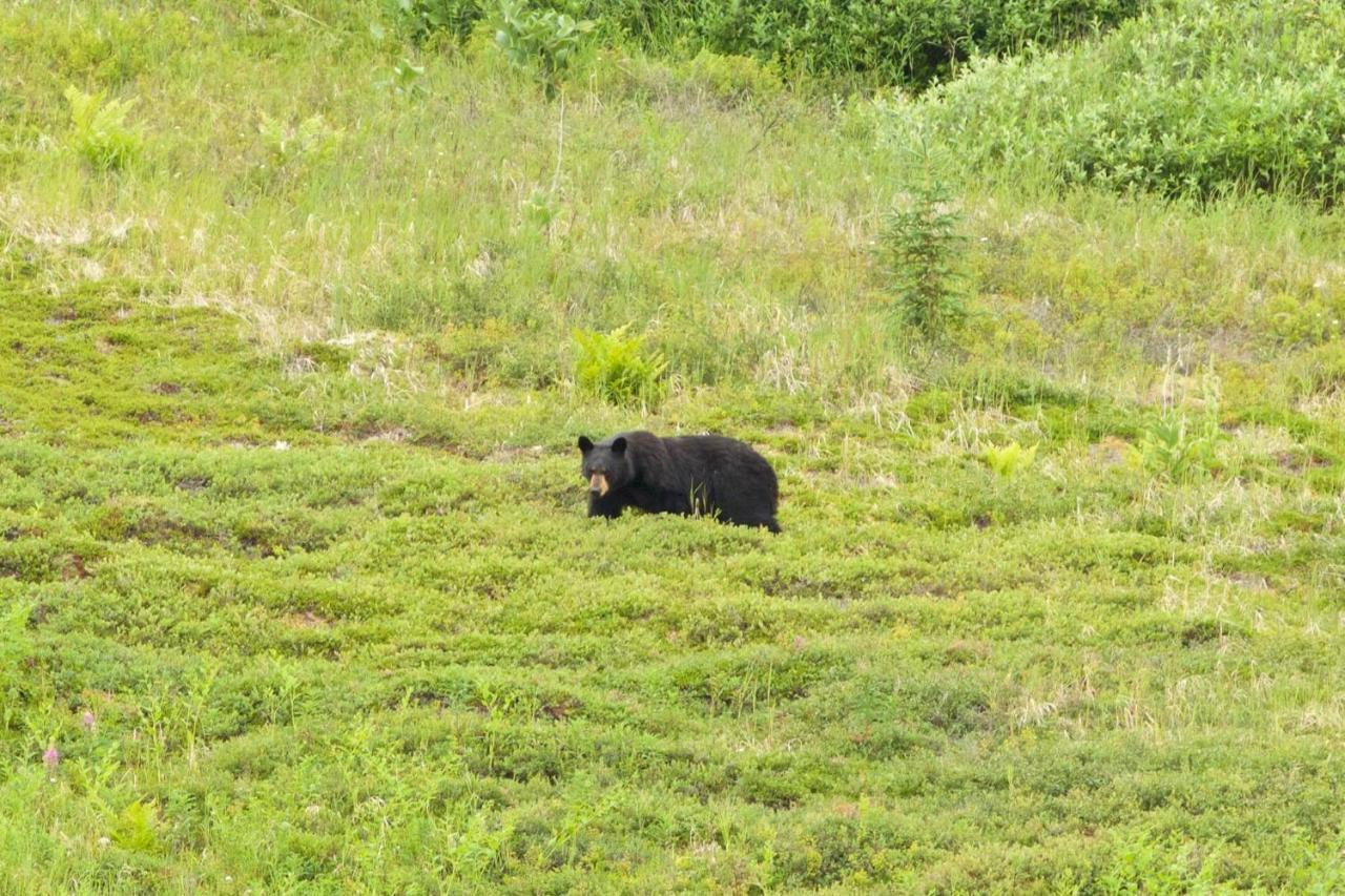 Caribou Lodge Alaska Talkeetna Εξωτερικό φωτογραφία
