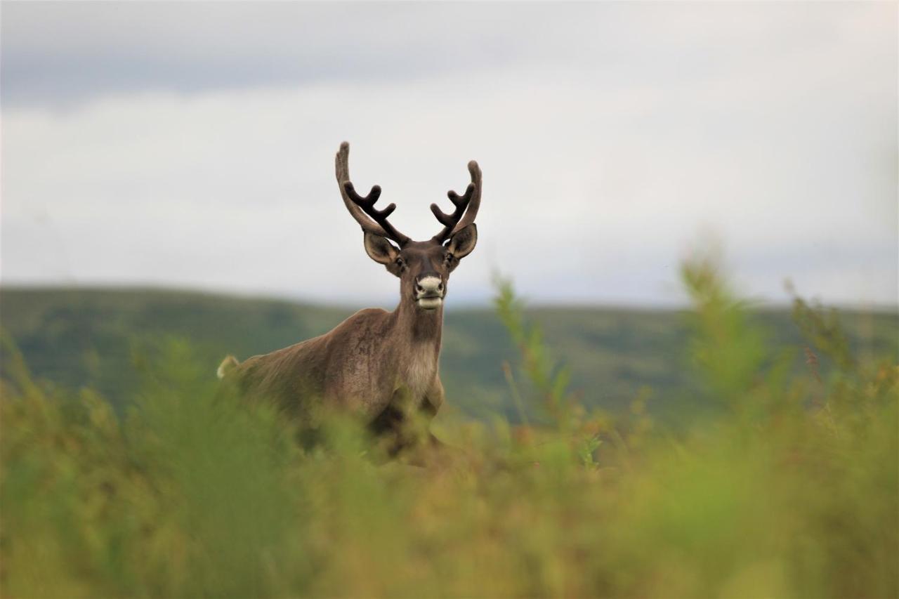 Caribou Lodge Alaska Talkeetna Εξωτερικό φωτογραφία