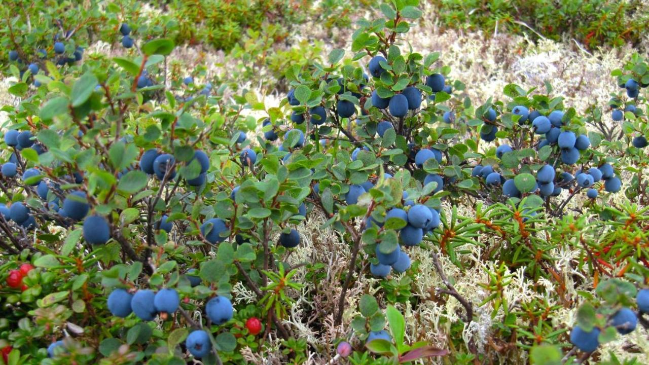 Caribou Lodge Alaska Talkeetna Εξωτερικό φωτογραφία