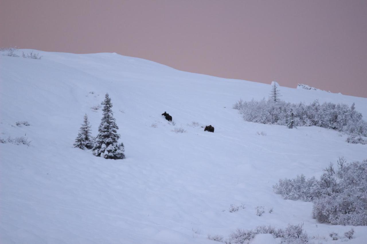 Caribou Lodge Alaska Talkeetna Εξωτερικό φωτογραφία